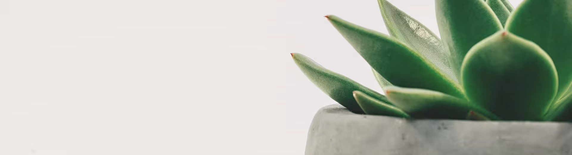 Vihreä kasvi kuvituksena S-Pankin ja Intrumin ytheistyöstä kertovassa asiakastarinassa.